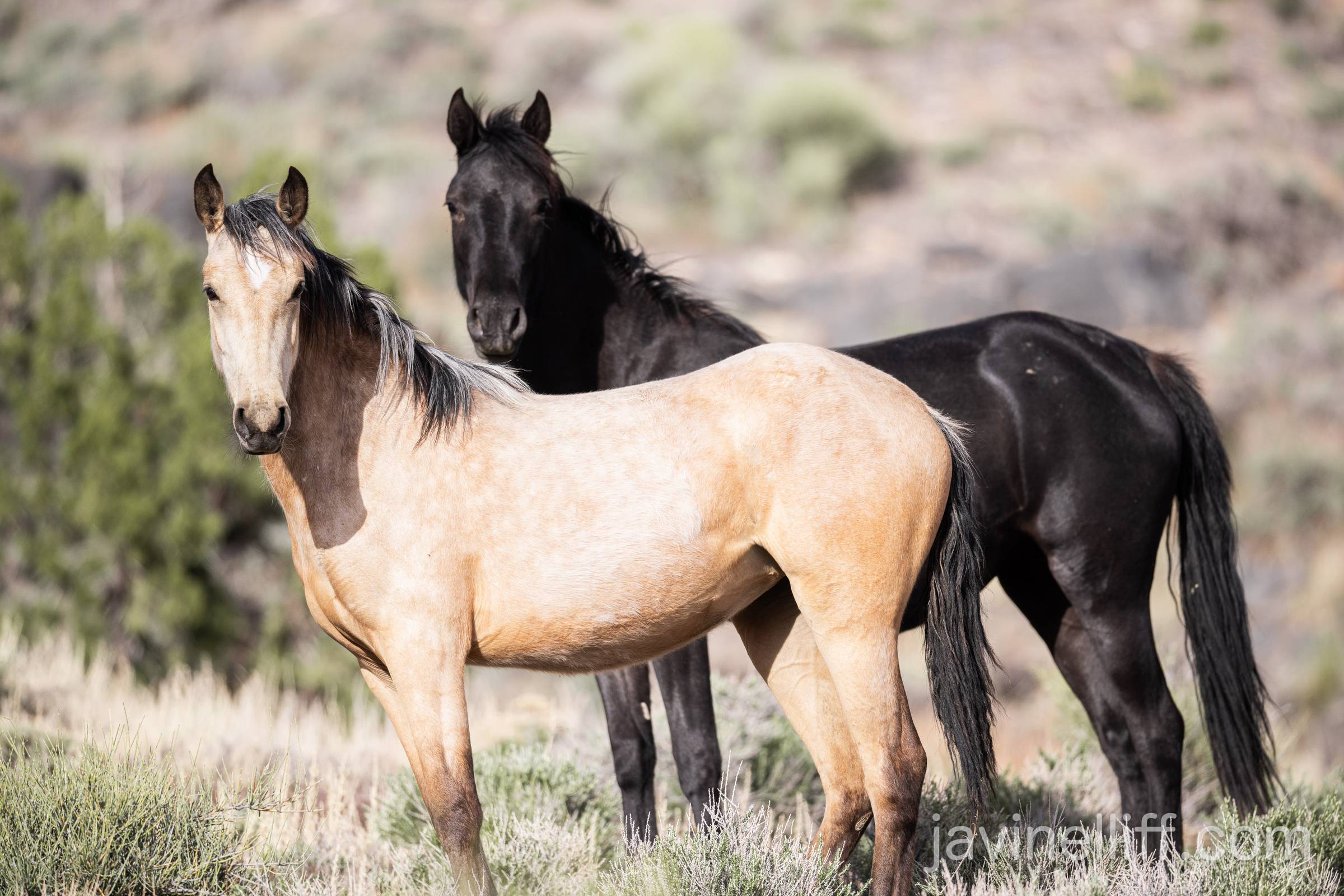 Wild Horses Wild Horses